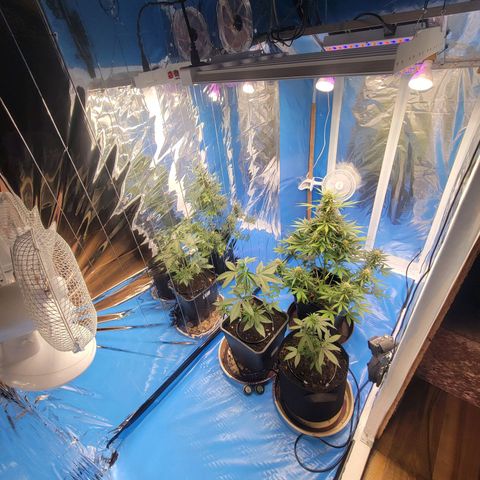 Original Auto OG Kush growlog photo: Bewässerungssystem verbaut