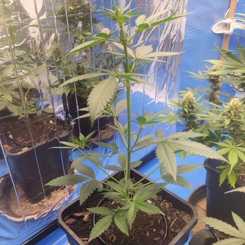 Original Auto OG Kush growlog timeline photo