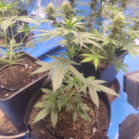 Moby Dick Auto growlog timeline photo