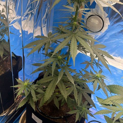 Moby Dick Auto growlog timeline photo