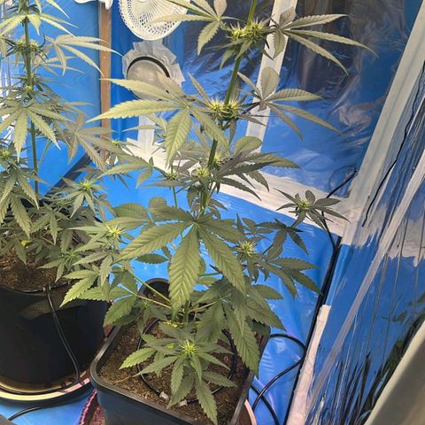 Original Auto OG Kush growlog timeline photo