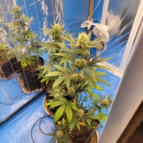 Original Auto OG Kush growlog timeline photo