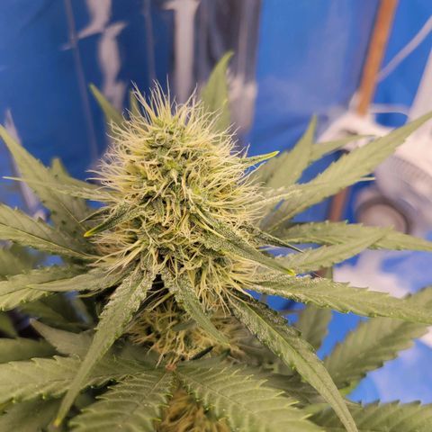 Original Auto OG Kush growlog timeline photo