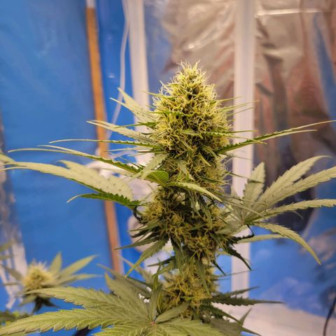 Moby Dick Auto growlog timeline photo
