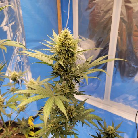 Moby Dick Auto growlog timeline photo