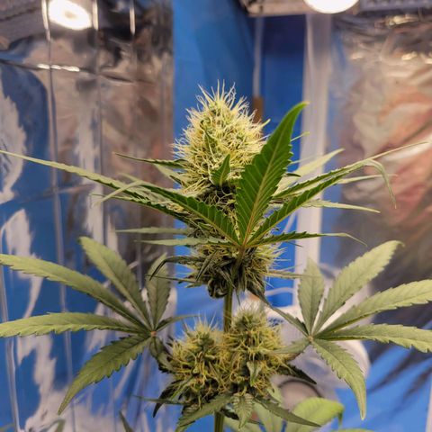 Original Auto OG Kush growlog timeline photo