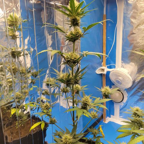 Original Auto OG Kush growlog timeline photo