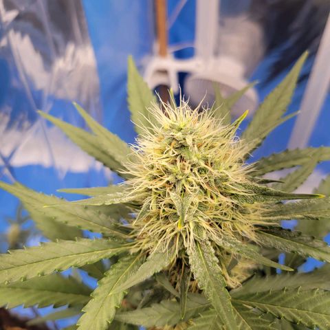 Original Auto OG Kush growlog timeline photo