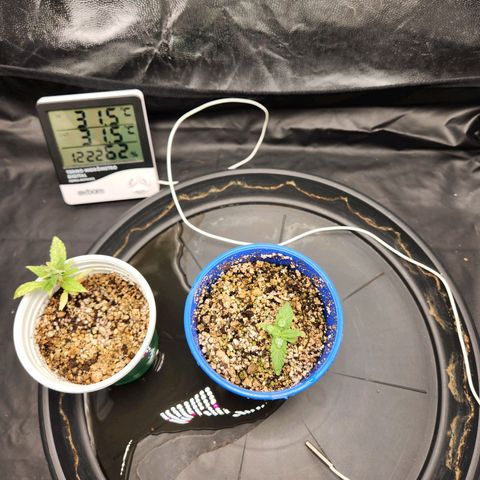 Somango XL growlog timeline photo