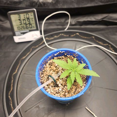 Somango XL growlog photo: Início do gotejamento com fert