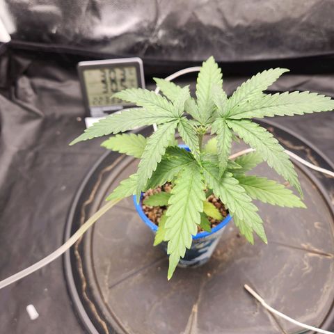 Somango XL growlog timeline photo