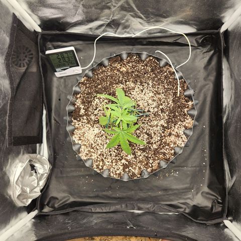 Somango XL growlog photo: Transplante de vaso 