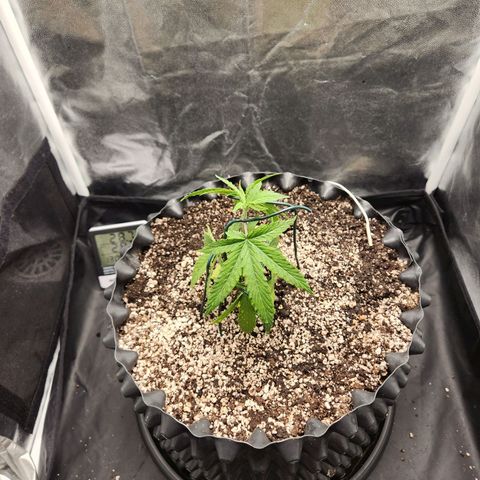 Somango XL growlog photo: Transplante de vaso 