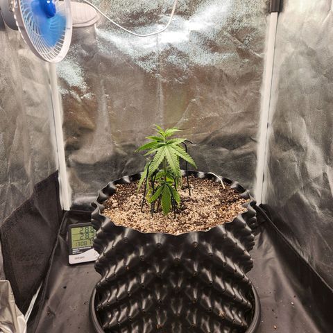 Somango XL growlog photo: Transplante de vaso 