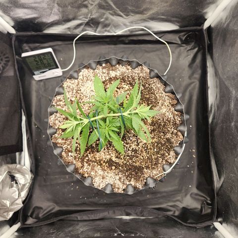 Somango XL growlog timeline photo