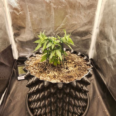 Somango XL growlog timeline photo