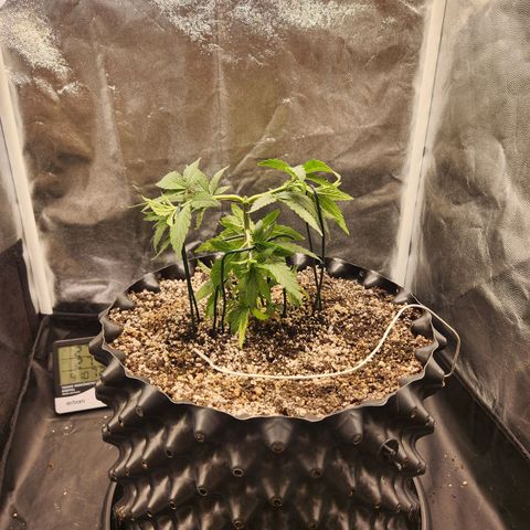 Somango XL growlog timeline photo