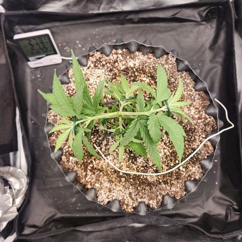 Somango XL growlog timeline photo