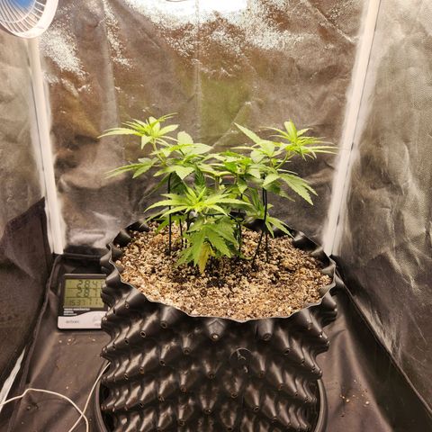 Somango XL growlog timeline photo