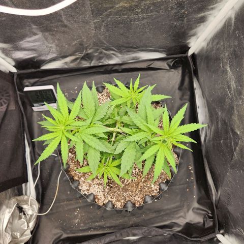 Somango XL growlog timeline photo