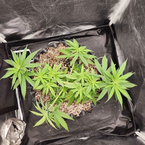 Somango XL growlog timeline photo