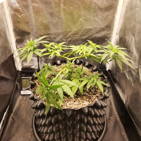 Somango XL growlog timeline photo