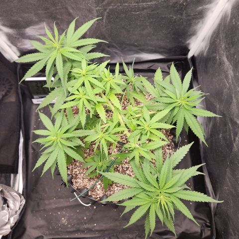 Somango XL growlog timeline photo