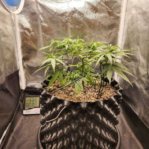 Somango XL growlog timeline photo