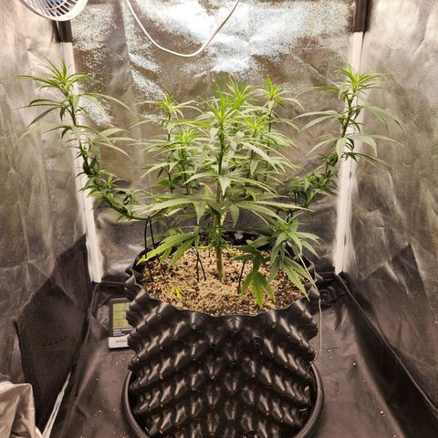 Somango XL growlog timeline photo