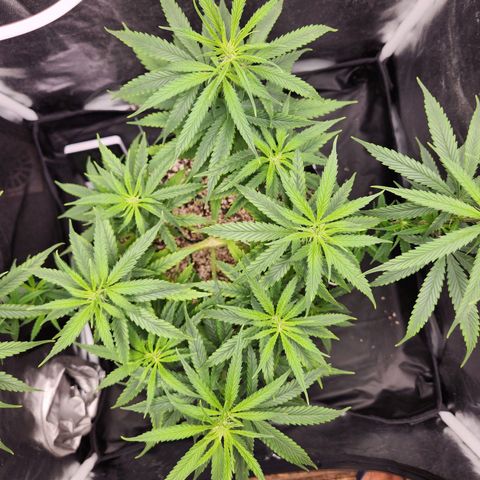 Somango XL growlog timeline photo
