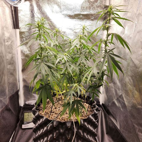 Somango XL growlog timeline photo