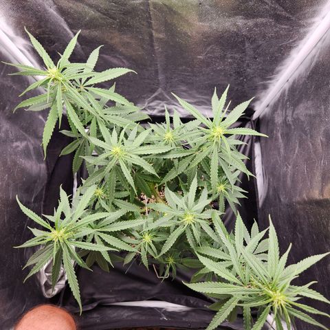 Somango XL growlog timeline photo