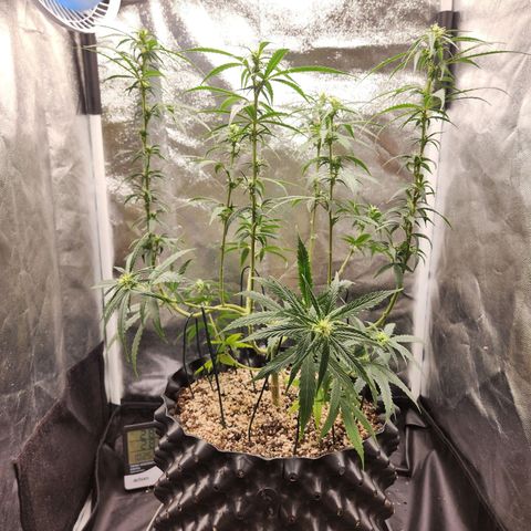 Somango XL growlog timeline photo