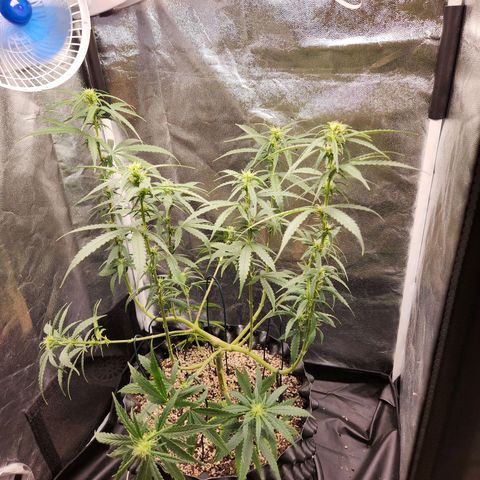 Somango XL growlog timeline photo
