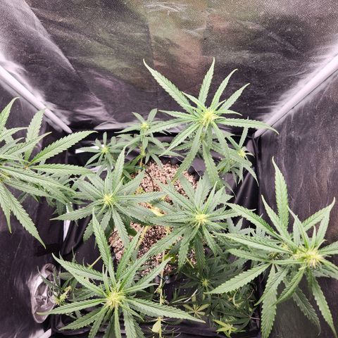 Somango XL growlog timeline photo