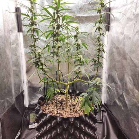 Somango XL growlog timeline photo