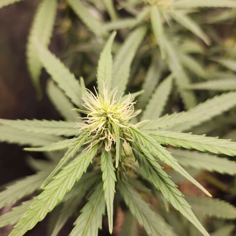 Somango XL growlog timeline photo