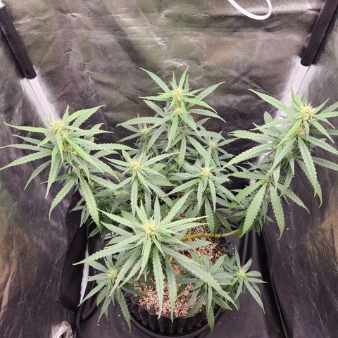 Somango XL growlog timeline photo
