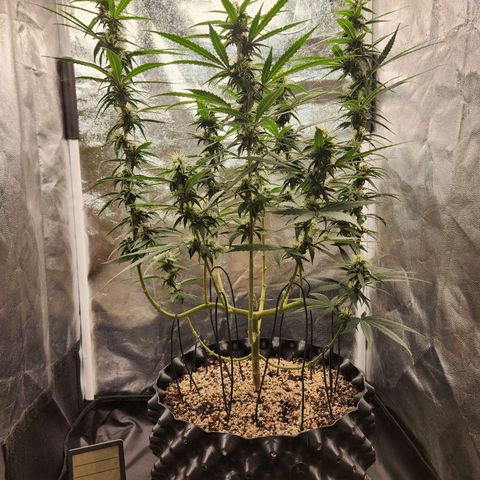 Somango XL growlog timeline photo
