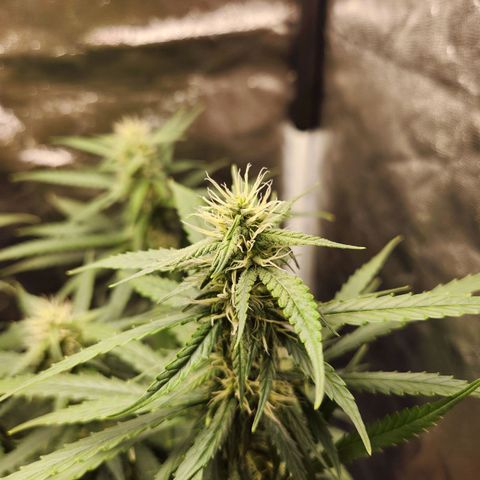 Somango XL growlog timeline photo