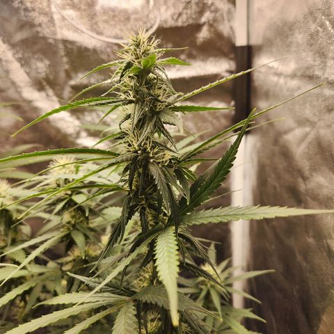 Somango XL growlog timeline photo