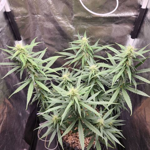 Somango XL growlog timeline photo