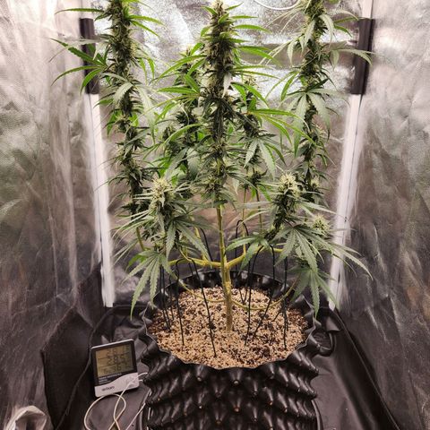 Somango XL growlog timeline photo