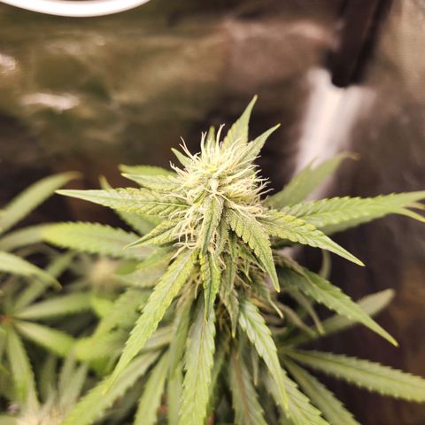 Somango XL growlog timeline photo