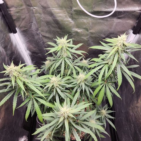 Somango XL growlog timeline photo