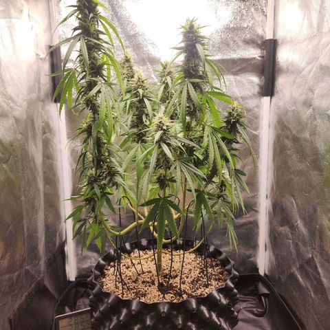 Somango XL growlog timeline photo