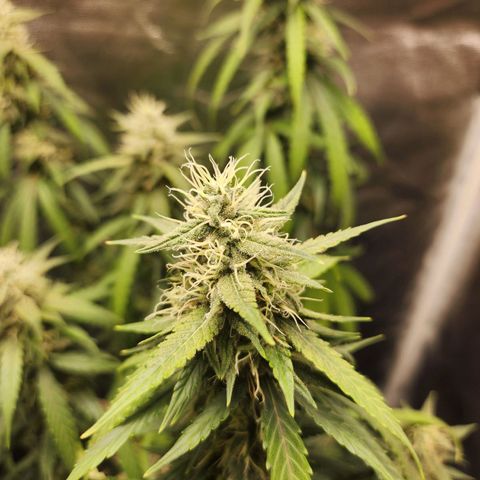 Somango XL growlog timeline photo