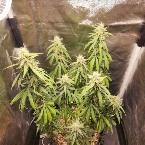 Somango XL growlog timeline photo