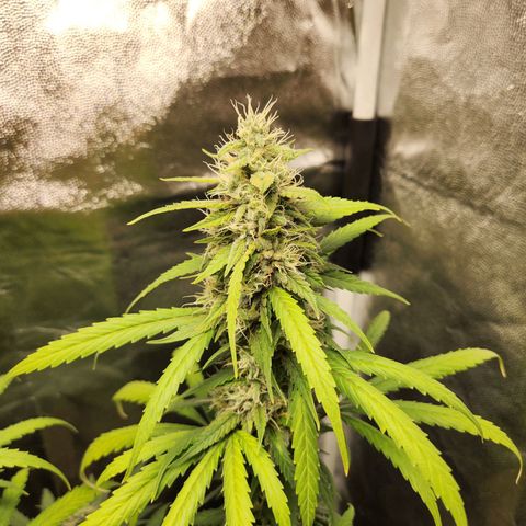 Somango XL growlog timeline photo