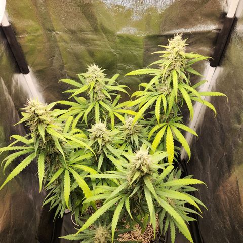 Somango XL growlog timeline photo